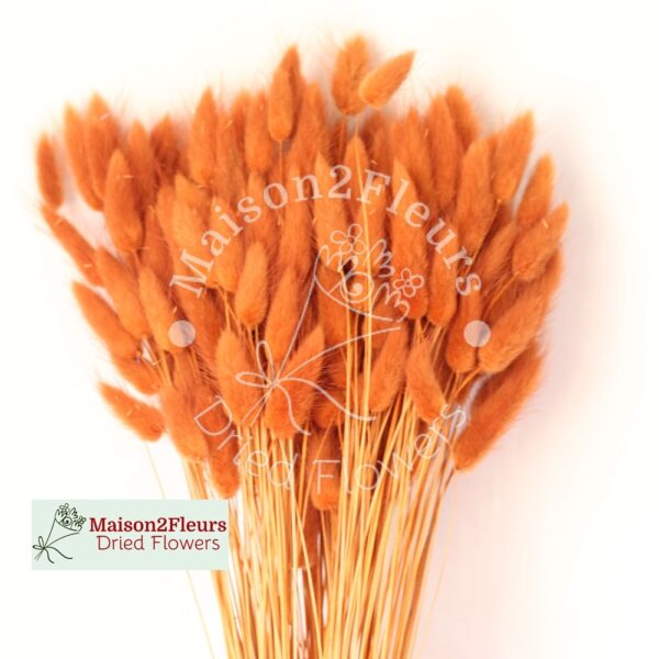 Lagurus Dried 100Gr - TERRACOTA
