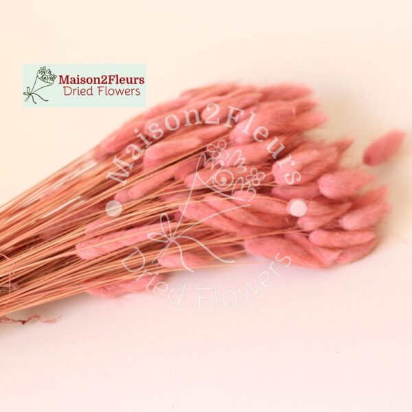 Lagurus Dried 100Gr - ANTIQUE PINK - Image 2