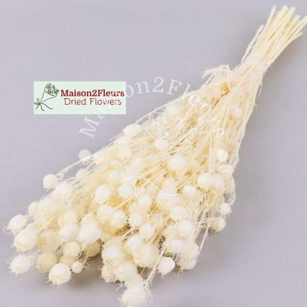 Nigella Damascena Dried - 100gr – Bleached - Image 2