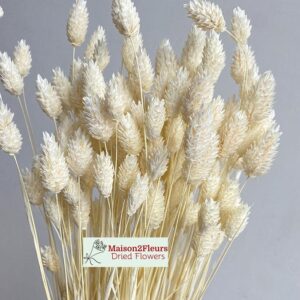 Phalaris Dried - Bleached