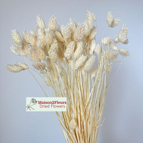 Phalaris séché - blanchi – Image 3