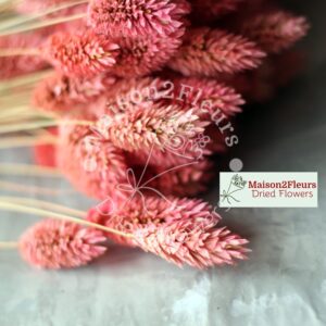 Phalaris Dried - ANTIQUE PINK