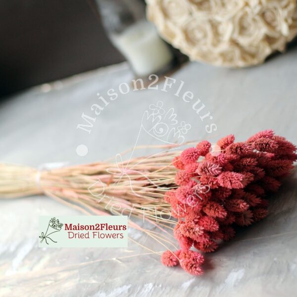 Phalaris Dried - ANTIQUE PINK - Image 2