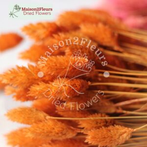 Phalaris Dried - TERRACOTA