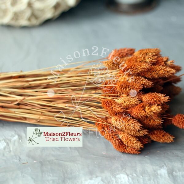 Phalaris Dried - TERRACOTA - Image 2