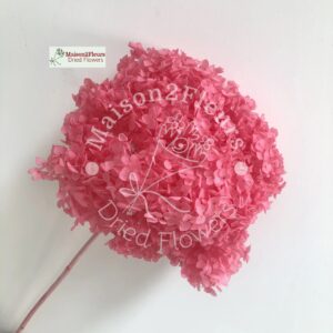 Preserved Hydrangea Anna Heads - Extra Quality - BRIGTH PINK