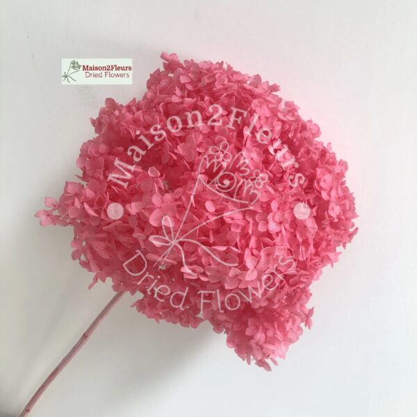 Preserved Hydrangea Anna Heads - Extra Quality - BRIGTH PINK