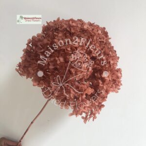 Preserved Hydrangea Anna Heads - Extra Quality - COFFEE