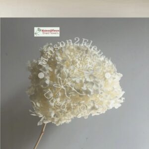 Hydrangea bleached