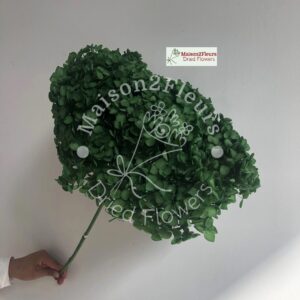 Preserved Hydrangea Anna Heads - Extra Quality - DARK GREEN