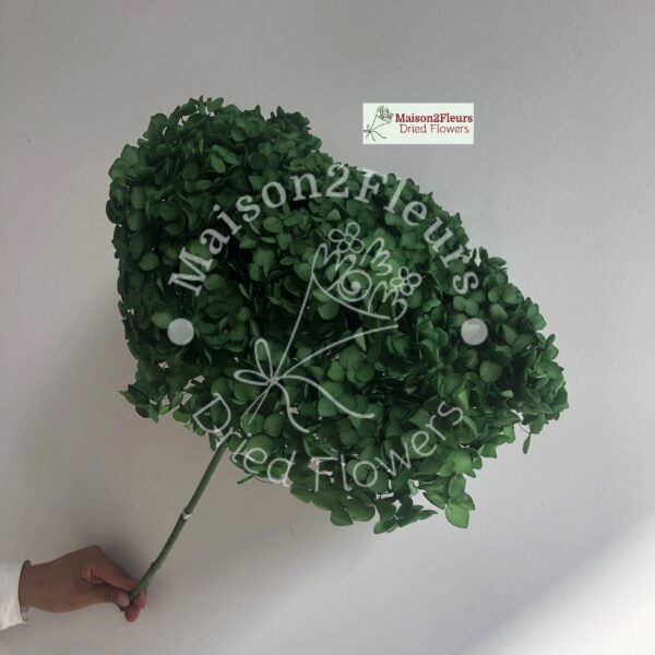 Preserved Hydrangea Anna Heads - Extra Quality - DARK GREEN