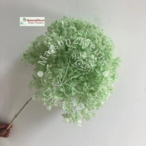 Preserved Hydrangea Anna Heads - Extra Quality - FROST GREEN