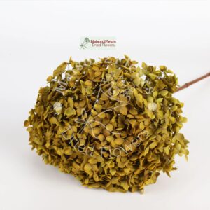 Preserved Hydrangea Anna Heads - Extra Quality - GINGER