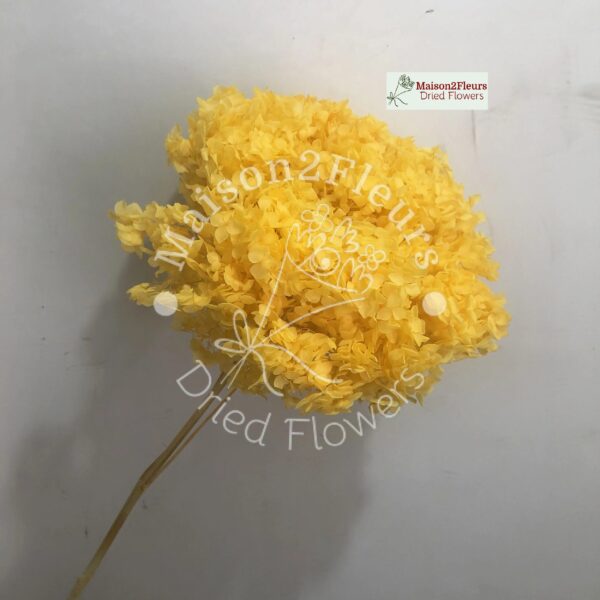 Preserved Hydrangea Anna Heads - Extra Quality - GOLDEN YELLOW