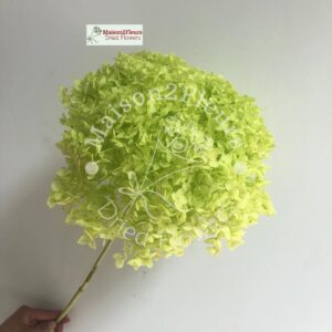 Preserved Hydrangea Anna Heads - Extra Quality - PISTACHIO GREEN
