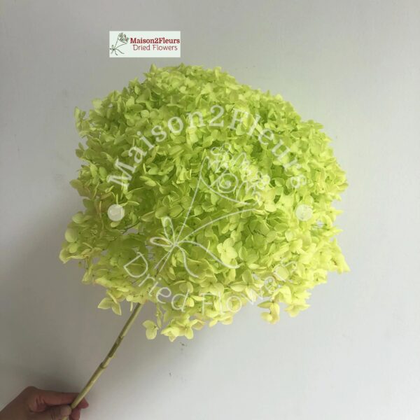 Preserved Hydrangea Anna Heads - Extra Quality - PISTACHIO GREEN