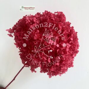Preserved Hydrangea Anna Heads - Extra Quality - HOT PINK