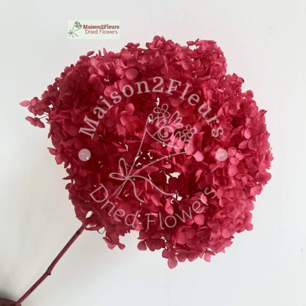Preserved Hydrangea Anna Heads - Extra Quality - HOT PINK