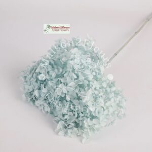 Preserved Hydrangea Anna Heads - Extra Quality - LIGTH BLUE