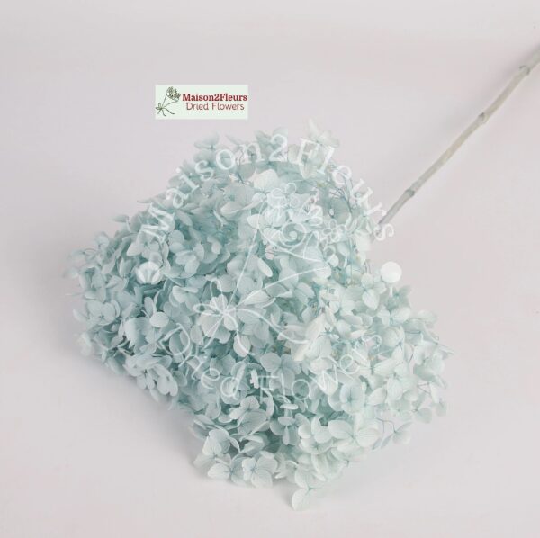 Preserved Hydrangea Anna Heads - Extra Quality - LIGTH BLUE