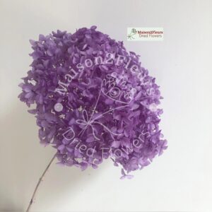 Preserved Hydrangea Anna Heads - Extra Quality - LIGTH PURPLE