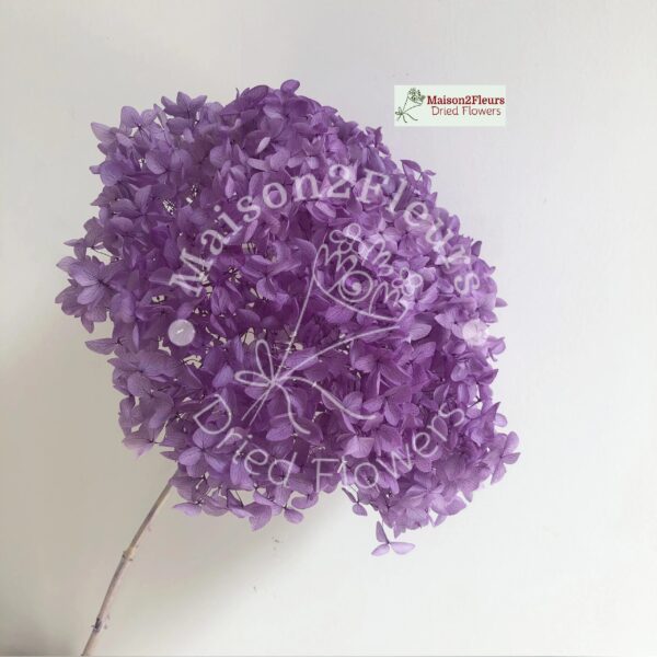 Preserved Hydrangea Anna Heads - Extra Quality - LIGTH PURPLE