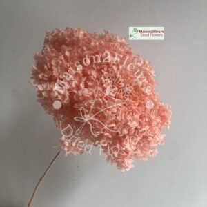 Preserved Hydrangea Anna Heads - Extra Quality - PINK PEACH