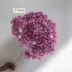 Preserved Hydrangea Anna Heads - Extra Quality - PINK PURPLE
