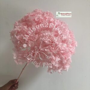 Preserved Hydrangea Anna Heads - Extra Quality - PINK