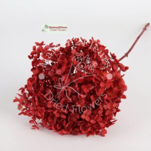 Preserved Hydrangea Anna Heads - Extra Quality - RED