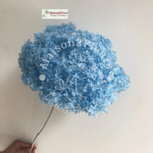 Preserved Hydrangea Anna Heads - Extra Quality - SKY BLUE