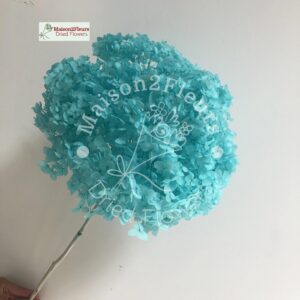 Preserved Hydrangea Anna Heads - Extra Quality - TIFFANY BLUE