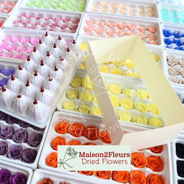 Preserved Rose Heads 2-3cm - 21pcs/box  - CHAMPAGNE - Image 2