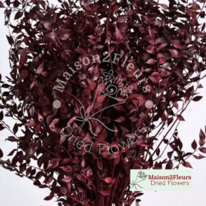 Ruscus Aculeatus preserved 60cm - WINE RED
