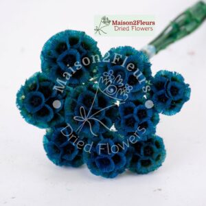 Scabiosa Stellata Dried x10 - BLUE