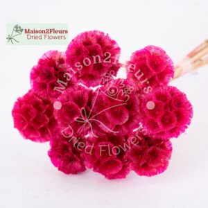 Scabiosa Stellata Dried x10 - FUCHIA