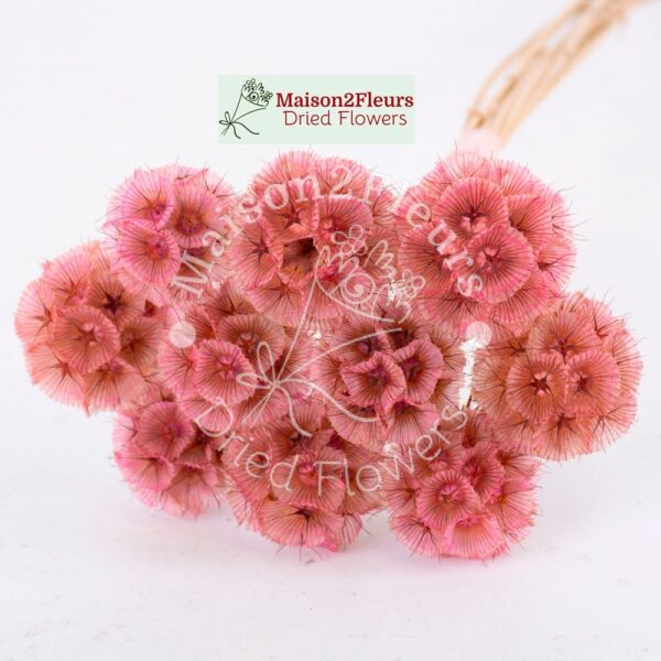 Scabiosa Stellata Séché x10 - ROSE CLAIR
