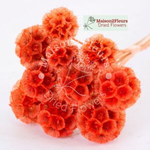 Scabiosa Stellata Dried x10 - ORANGE