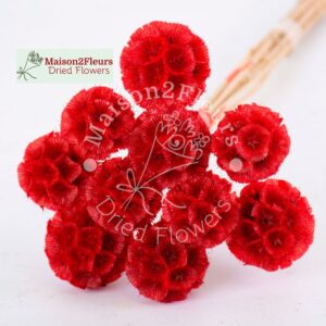 Scabiosa Stellata Dried x10 - RED