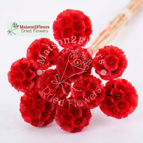 Scabiosa Stellata Dried x10 - RED