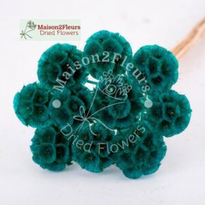 Scabiosa Stellata Dried  x10 - TURQUOISE