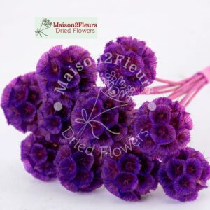 Scabiosa Stellata Dried x10 - VIOLET