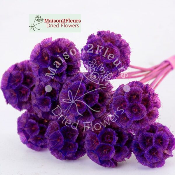 Scabiosa Stellata Dried x10 - VIOLET