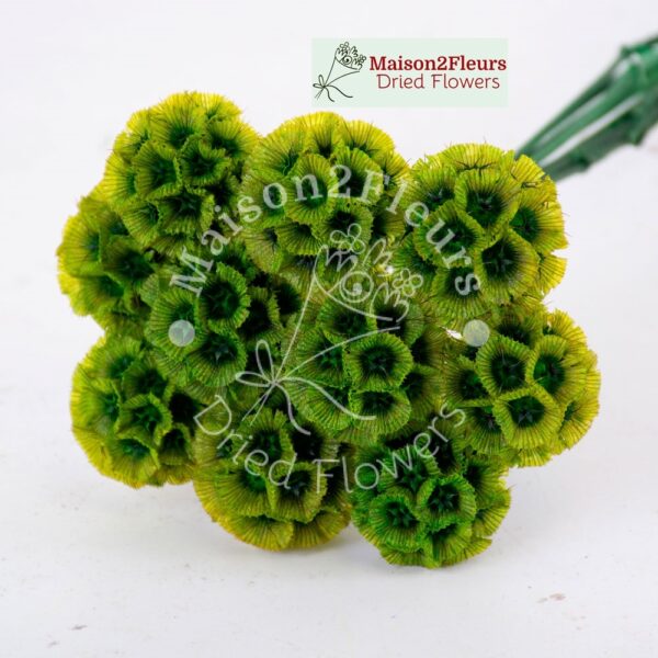 Scabiosa Stellata Dried x10 - MOSS GREEN