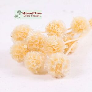 Scabiosa Stellata Dried x10 - BLEACHED