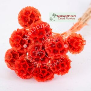 Scabiosa Stellata Dried x10 - TERRACOTA