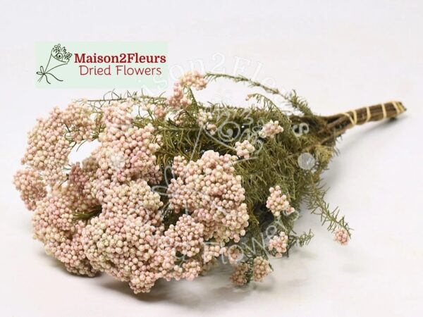 Rice Flower Dried 60Cm - NATURAL PINK - Image 2