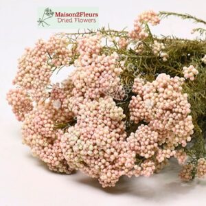 Rice Flower Dried 60Cm - NATURAL PINK