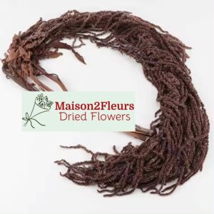 Preserved Amaranthus Caudatus - BROWN