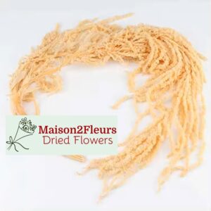 Preserved Amaranthus Caudatus - CHAMPAGNE